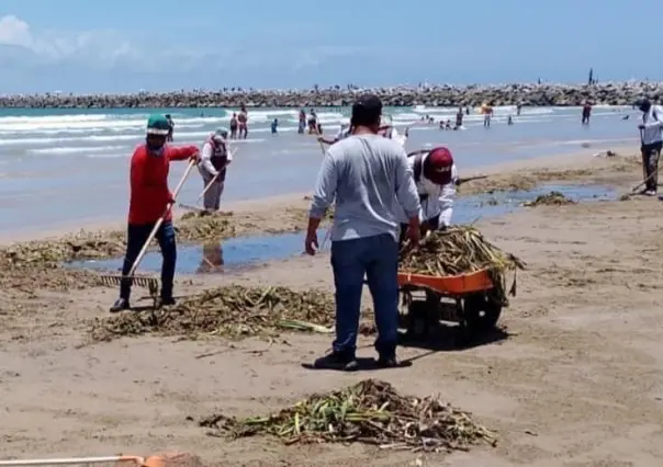 Retiran más de 700 toneladas de lirio en Playa Miramar