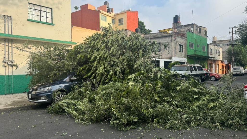 Cae árbol de más de 12 metros de alto sobre 2 vehículos y cables, no hay heridos