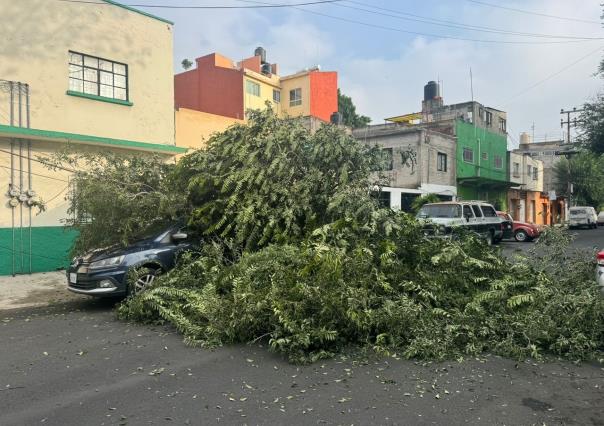 Cae árbol de más de 12 metros de alto sobre 2 vehículos y cables, no hay heridos