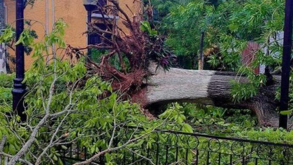 Valladolid, Yucatán: Beryl causa estragos con árboles caídos y calles inundadas