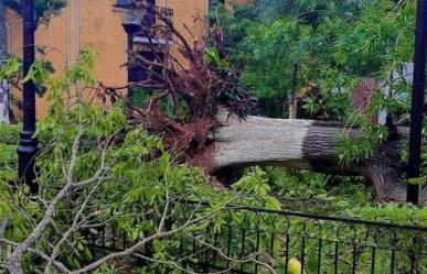 Valladolid, Yucatán: Beryl causa estragos con árboles caídos y calles inundadas