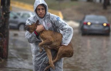 Cómo proteger a tus mascotas en tiempo de huracanes