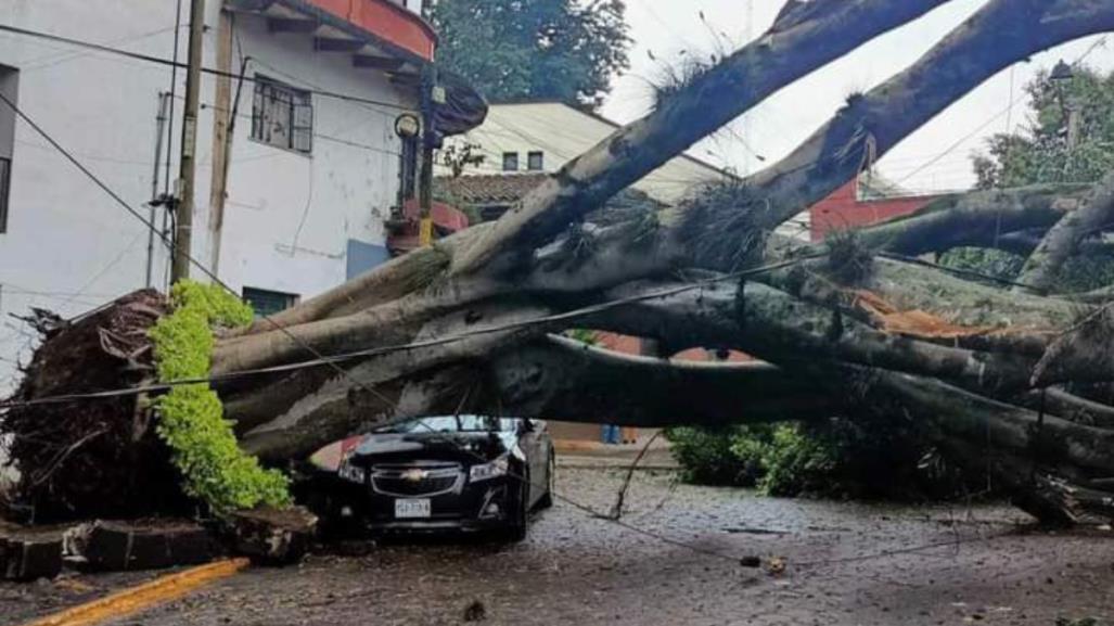 Cae árbol de más de 70 años de antigüedad