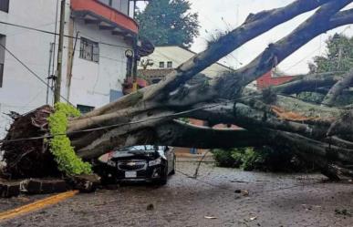 Cae árbol de más de 70 años de antigüedad