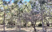 Abren convocatoria para reforestación en Durango