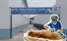 ¡Cuida a tu mascota! Participa en la jornada de esterilización gratuita en CDMX