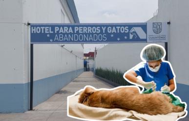 ¡Cuida a tu mascota! Participa en la jornada de esterilización gratuita en CDMX