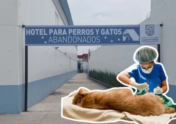 ¡Cuida a tu mascota! Participa en la jornada de esterilización gratuita en CDMX
