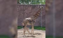 Nace jirafa en el zoológico de Tamatán