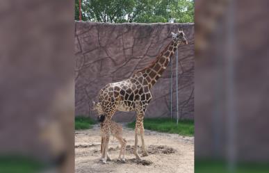 Nace jirafa en el zoológico de Tamatán