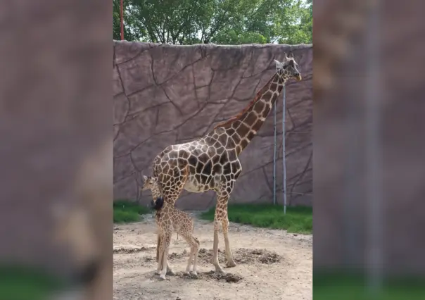 Nace jirafa en el zoológico de Tamatán