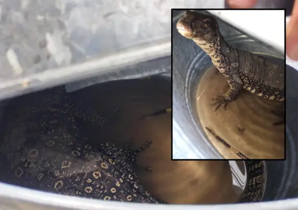 Capturan lagarto monitor acuático en Tlaxcala