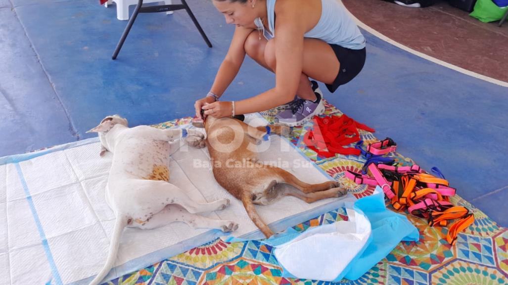 PET Los Cabos esteriliza a más de 100 mascotas. ¿Cuándo es la próxima campaña?