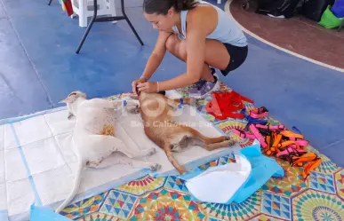 PET Los Cabos esteriliza a más de 100 mascotas. ¿Cuándo es la próxima campaña?