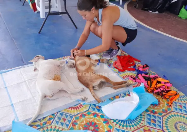 PET Los Cabos esteriliza a más de 100 mascotas. ¿Cuándo es la próxima campaña?