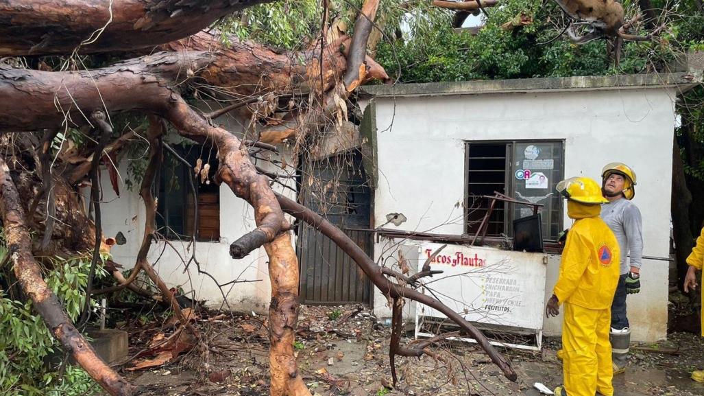 Árbol cae sobre vivienda en Ciudad Victoria por lluvia intensa