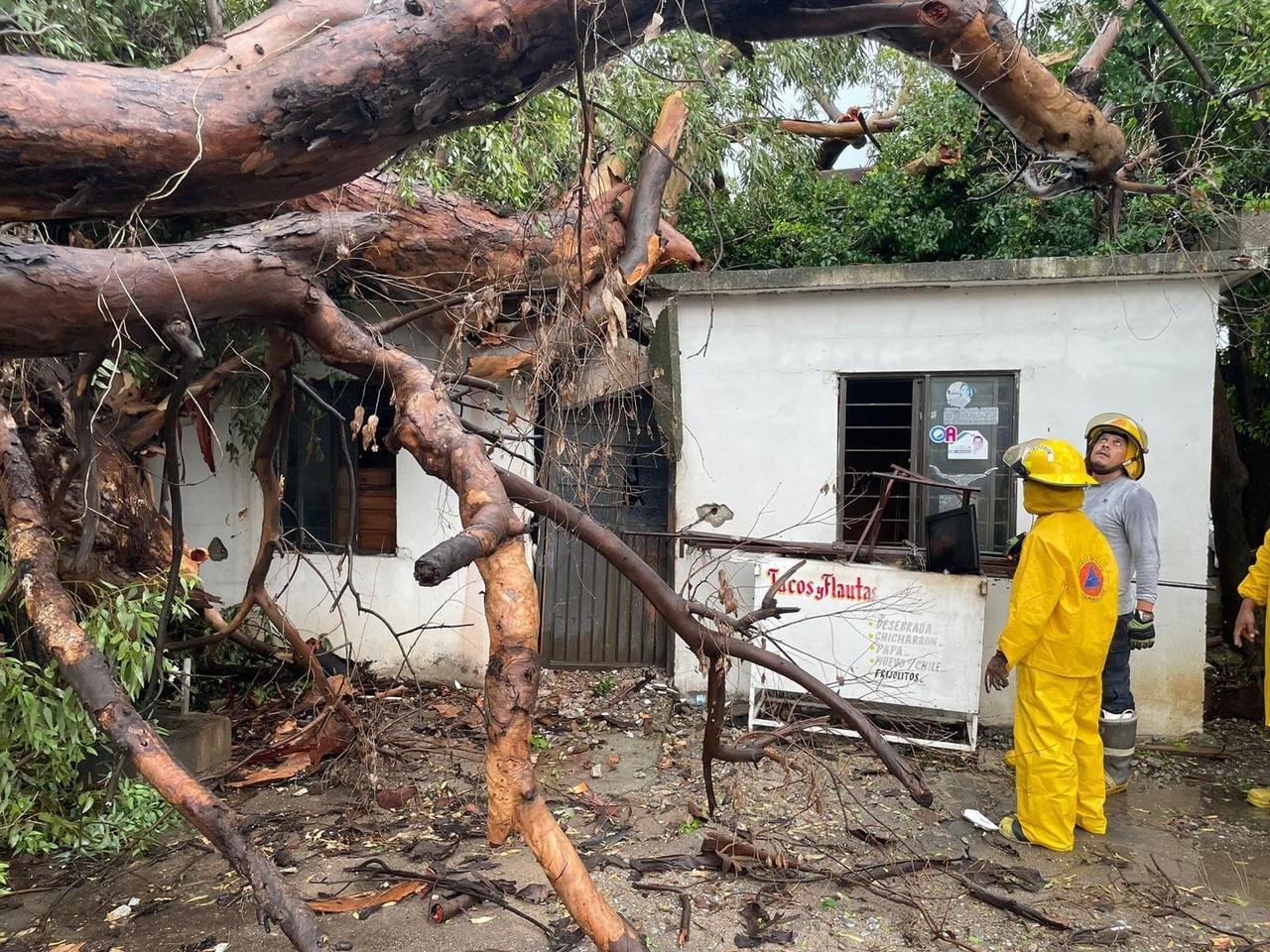 Árbol cae sobre vivienda en Ciudad Victoria por lluvia intensa