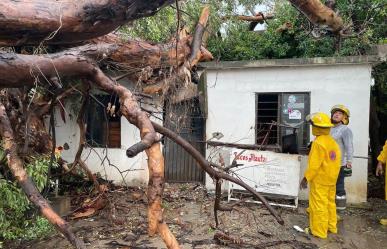 Árbol cae sobre vivienda en Ciudad Victoria por lluvia intensa