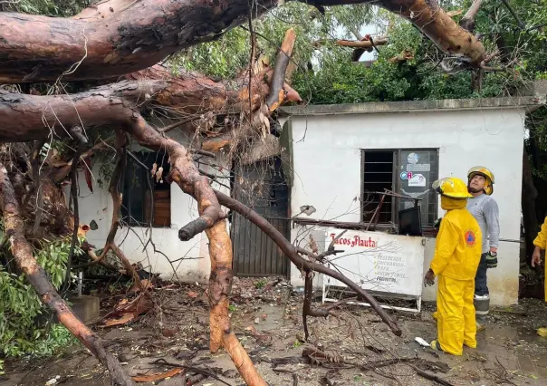 Árbol cae sobre vivienda en Ciudad Victoria por lluvia intensa