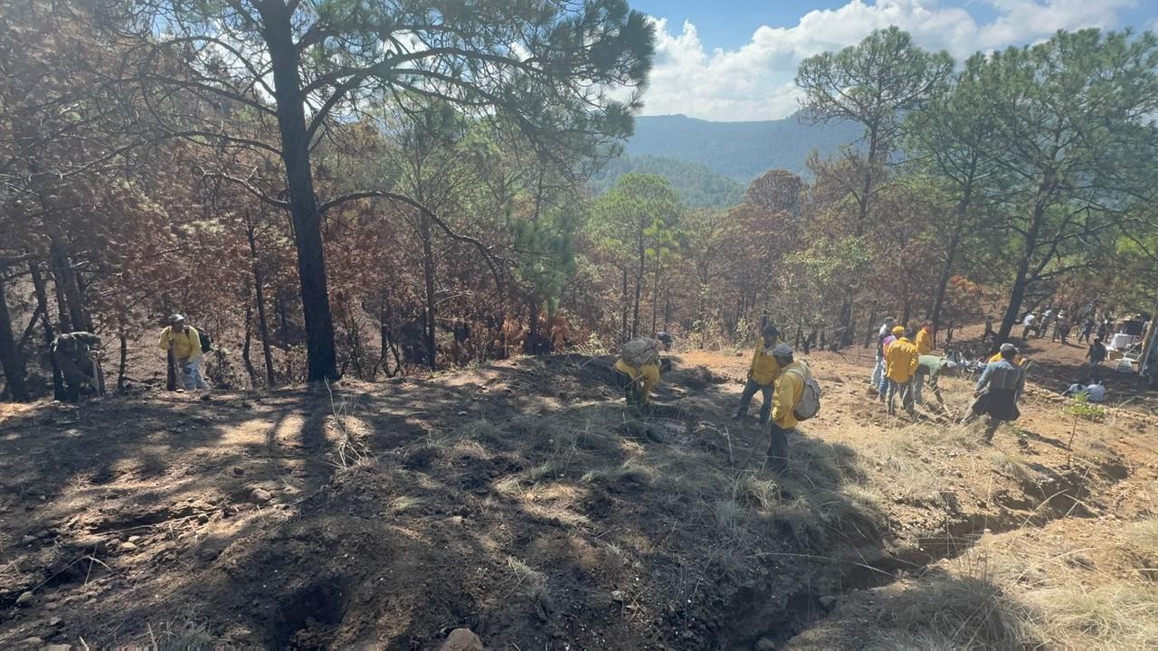 Para evitar la erosión del suelo impulsan un nuevo esquema de recuperación. Imagen: Probosque