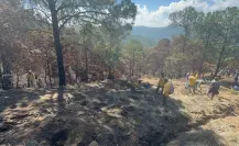 Arranca restauración forestal al sur del Edomex tras incendios
