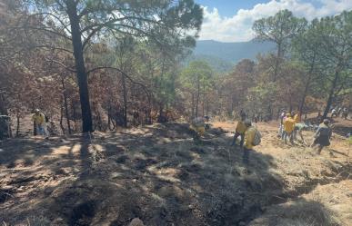 Arranca restauración forestal al sur del Edomex tras incendios