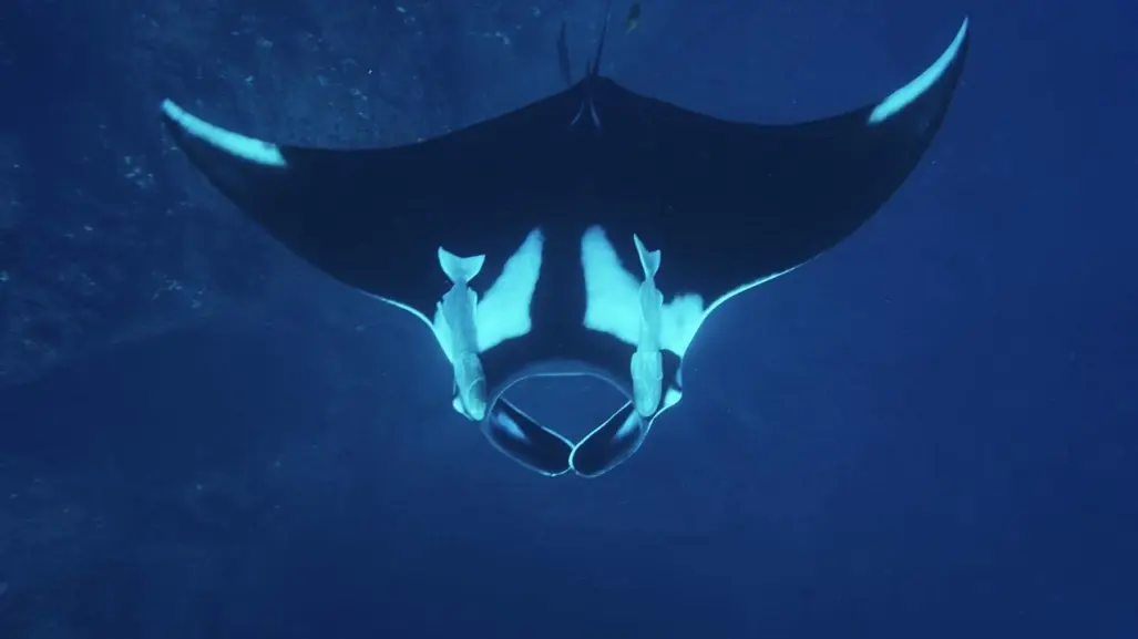 Mantas gigantes en Isla Cerralvo: Un renacer en el Golfo de California