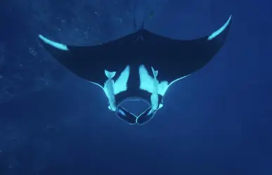 Mantas gigantes en Isla Cerralvo: Un renacer en el Golfo de California