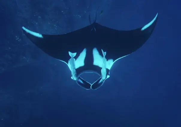 Mantas gigantes en Isla Cerralvo: Un renacer en el Golfo de California