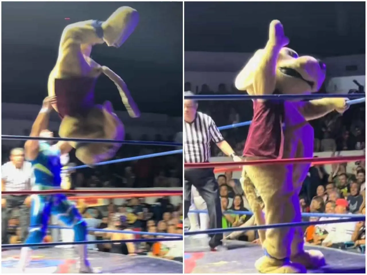 Los fanáticos de la lucha libre en la Ciudad de México no pueden dejar de emocionarse con las actuaciones de Wisin el Dog. Foto: Tiktok.