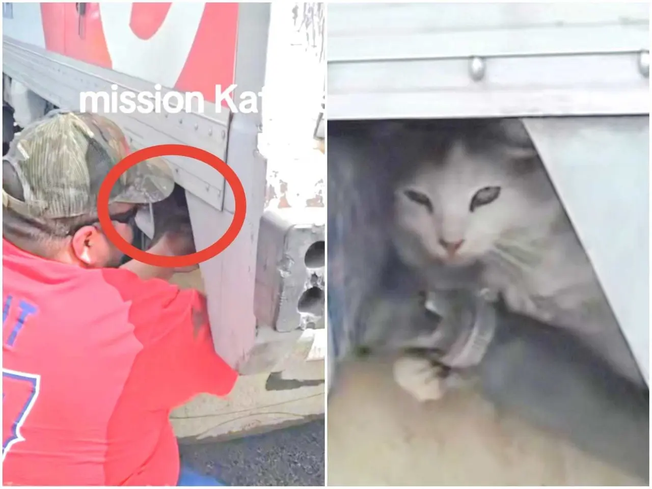 La historia de la pareja y el gato rescatado no pasó desapercibida en las redes sociales. Foto: Tiktok.