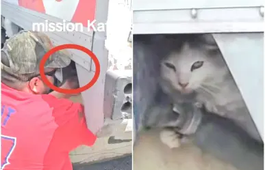 ¡El que graba sí hizo algo! Pareja salva a gato atrapado en camión (VIDEO)