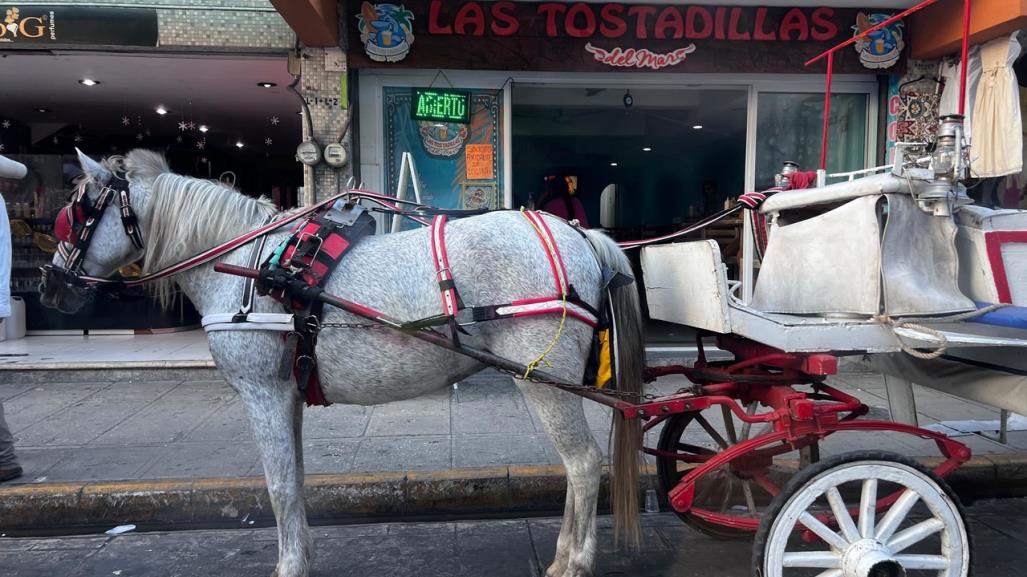 Caso de Maltrato Animal en Mérida: Ayuntamiento emite comunicado