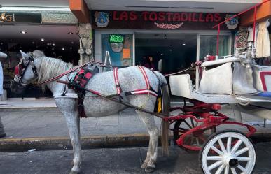 Caso de Maltrato Animal en Mérida: Ayuntamiento emite comunicado