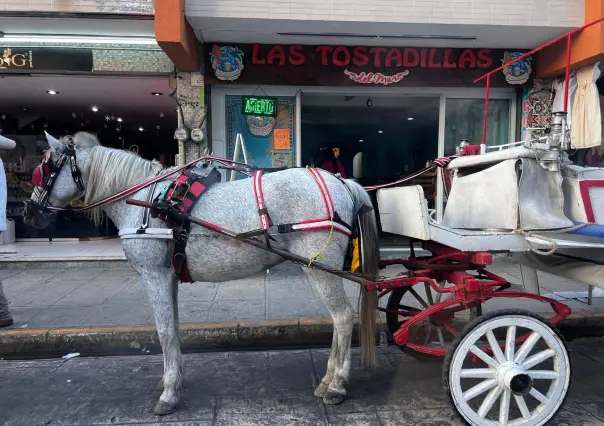 Caso de Maltrato Animal en Mérida: Ayuntamiento emite comunicado