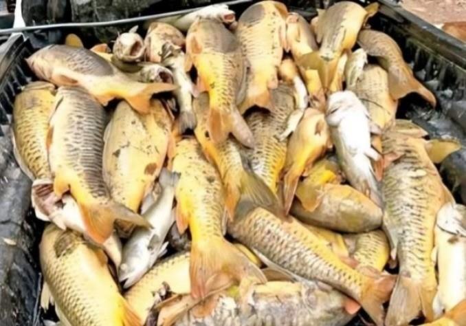 Un monton de peces presuntamente contaminados por los desechos que se tiraron el Río Yaqui. Foto: La Jornada