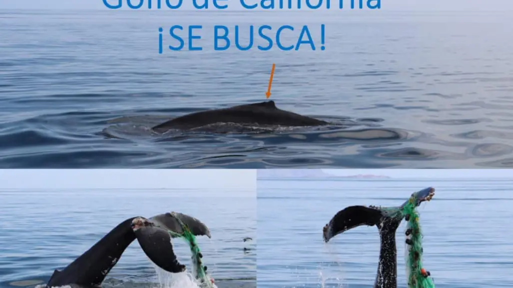 Buscan a ballena jorobada enmallada en el Golfo de California