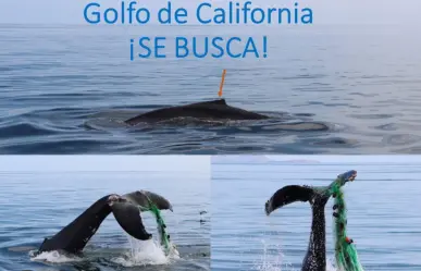 Buscan a ballena jorobada enmallada en el Golfo de California