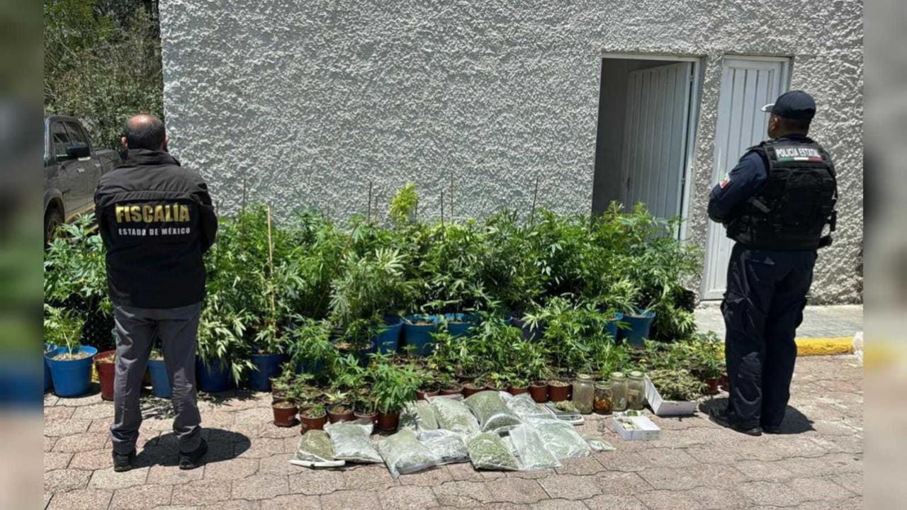 Desmantelan invernadero de marihuana en Nicolás Romero; hay un detenido
