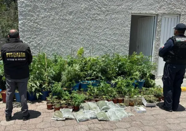 Desmantelan invernadero de marihuana en Nicolás Romero; hay un detenido