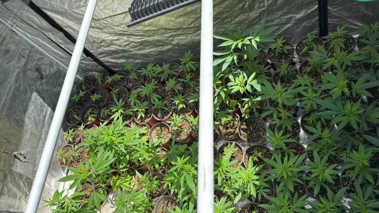 Desmantelan invernadero de marihuana en Nicolás Romero; hay un detenido