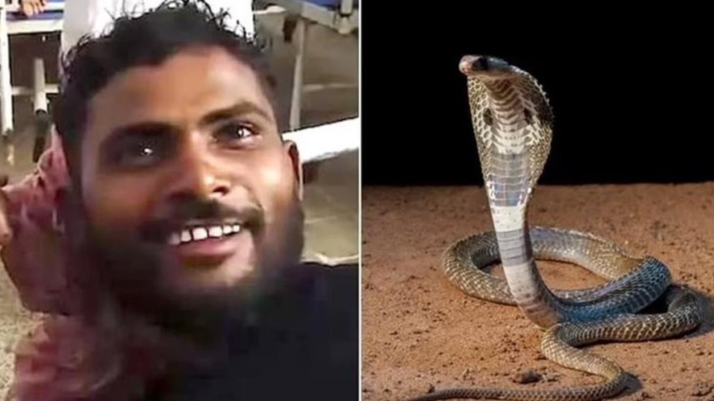 Hombre enfurecido mata a serpiente a mordidas en India