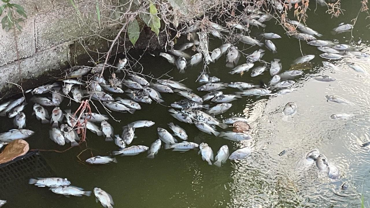 Peces muertos en canal que atraviesa la Colonia Candelario Garza en Ciudad Madero. Foto: Axel Hassel