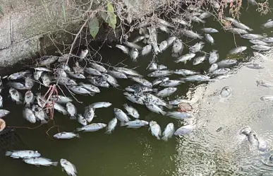 Mortandad de peces en canal de Ciudad Madero