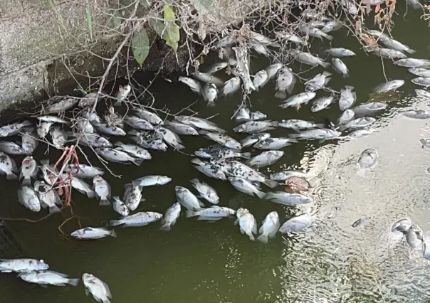 Mortandad de peces en canal de Ciudad Madero