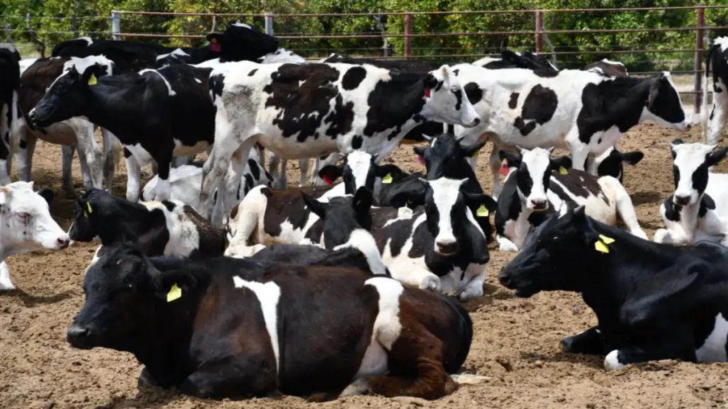 ¡Oportunidad de empleo para veterinarios en Baja California Sur!