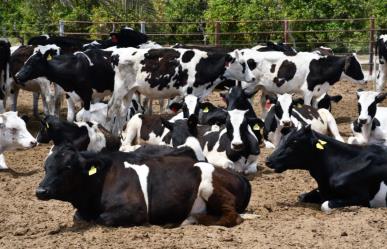 ¡Oportunidad de empleo para veterinarios en Baja California Sur!