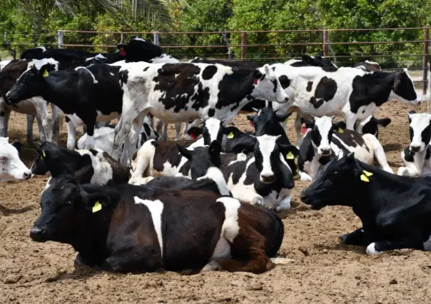 ¡Oportunidad de empleo para veterinarios en Baja California Sur!