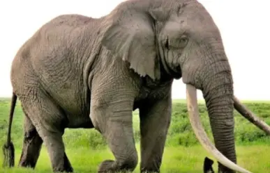 Muere turista pisoteado por un elefante en Sudáfrica