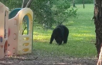 Reportan presencia de oso en Villas La Rioja, al sur de Monterrey